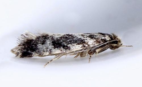 Réf. 322 795 : Nemapogon sp.